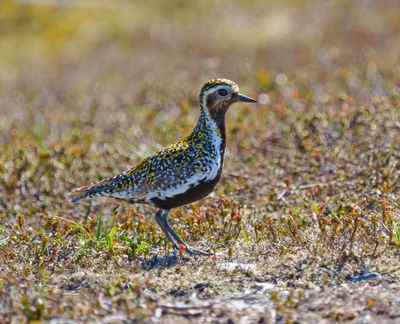 European Golden Plover
