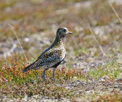 European Golden Plover