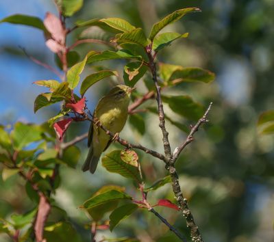 Willow Warbler
