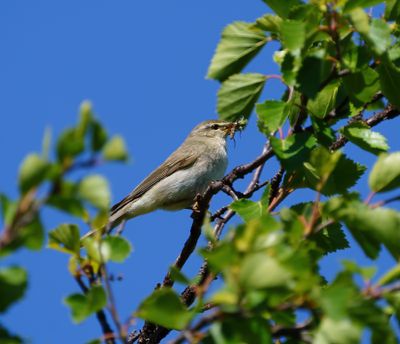 Willow Warbler