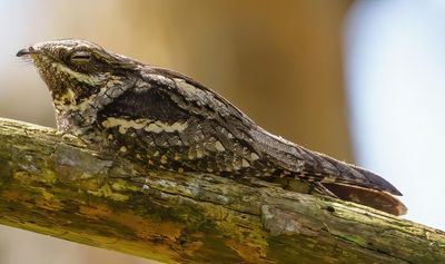 European Nightjar