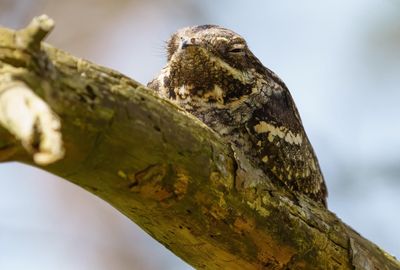 European Nightjar