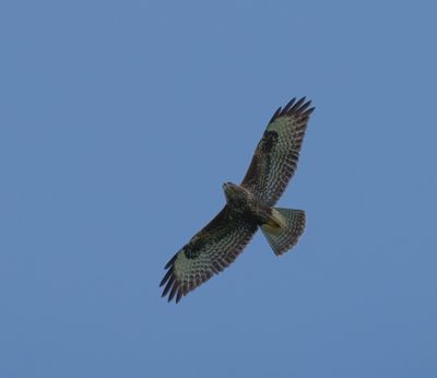 Common Buzzard