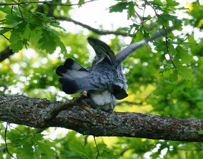 Common Wood Pigeon