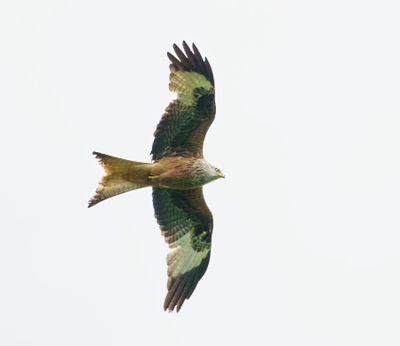 Red Kite