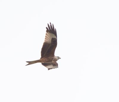 Red Kite