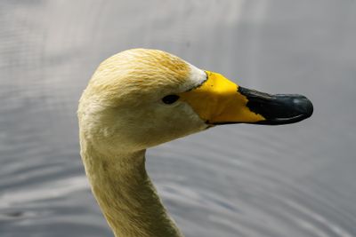 Whooper Swan