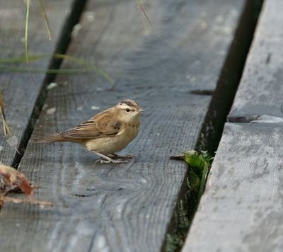 Sedge Warbler