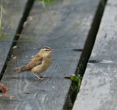 Sedge Warbler