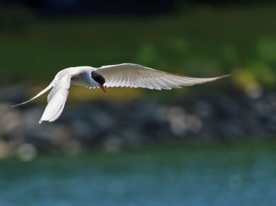 Arctic Tern