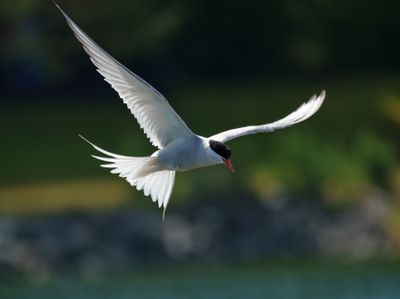 Arctic Tern
