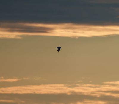 Caspian Tern