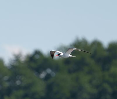 Caspian Tern