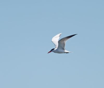 Caspian Tern