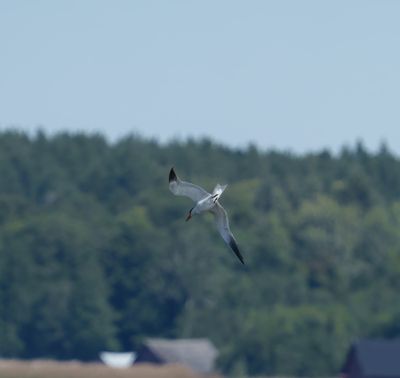 Caspian Tern