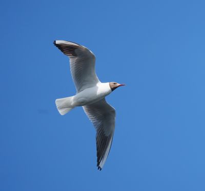 Black-headed Gull