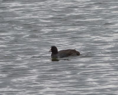 Eurasian Coot