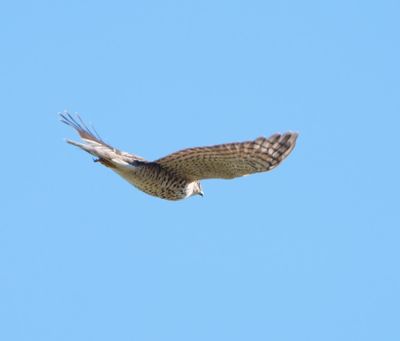 Eurasian Sparrowhawk