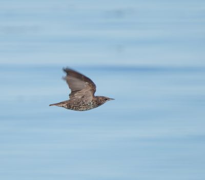 Common Starling