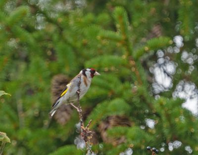 European Goldfinch