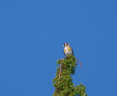 European Goldfinch