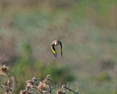 European Goldfinch