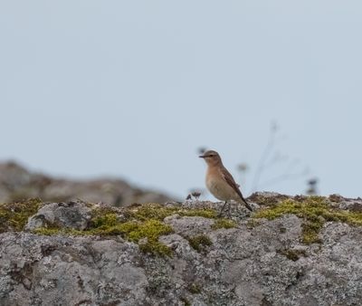 Northern Wheatear
