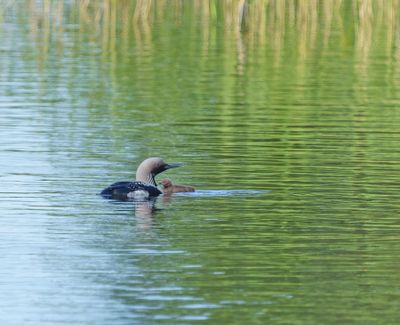 Black-throated Diver