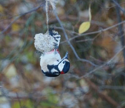 Great Spotted Woodpecker