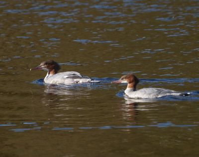 Black-necked Grebe