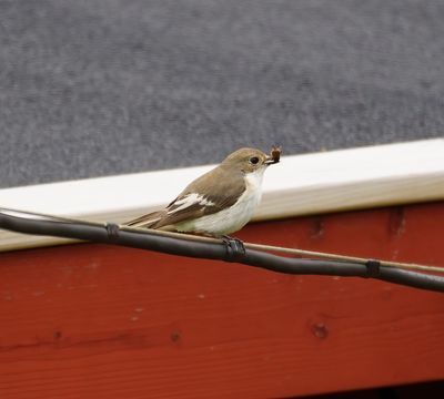 European Pied Flycatcher
