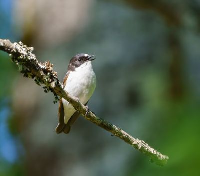European Pied Flycatcher