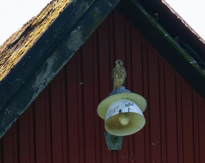 Common Kestrel