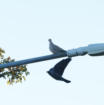 Eurasian Collared Dove