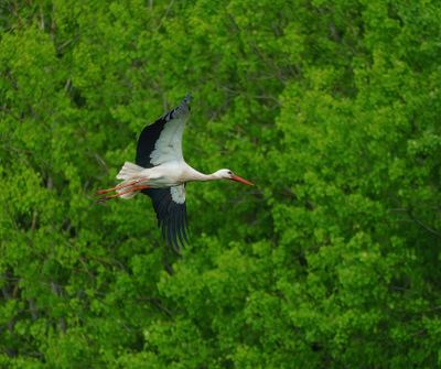 Rare birds in Sweden