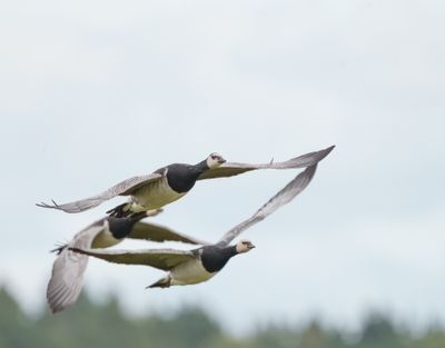 Barnacle Goose