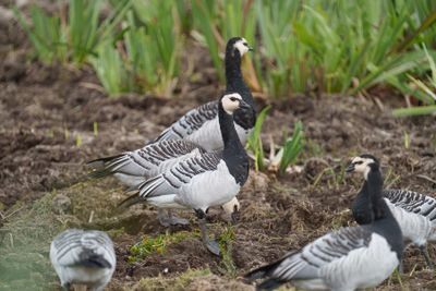 Barnacle Goose