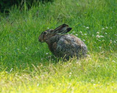 European hare