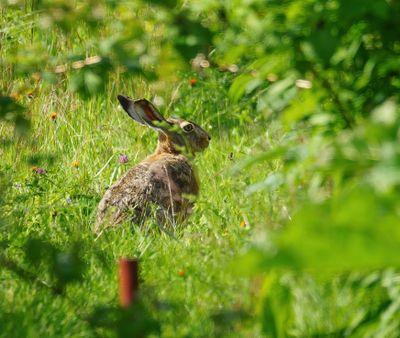 European hare