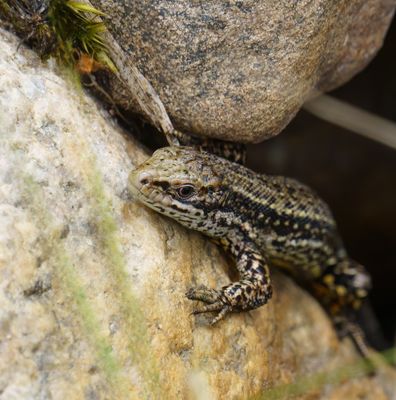 Reptiles