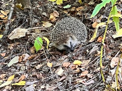 Hedgehog