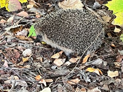 Hedgehog