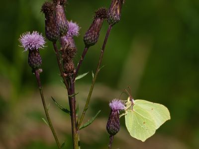 Citronfjäril