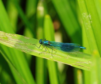 Dragonflies in Sweden