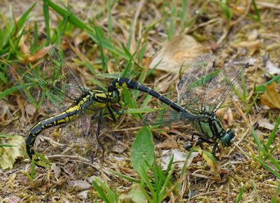 Dragonflies in Sweden