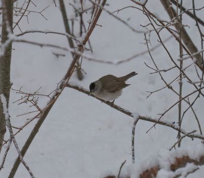 Blackcap
