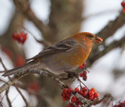 Pine Grosbeak