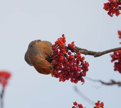 Pine Grosbeak