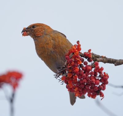 Pine Grosbeak