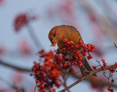 Pine Grosbeak